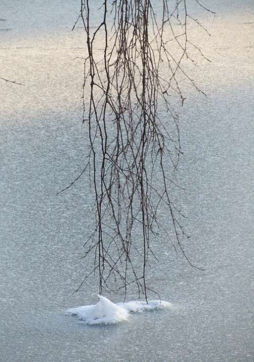 Ice Tree Snow Frozen