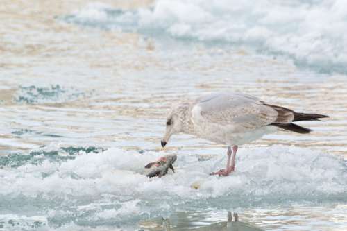 Ice Fishing Gull Winter Ice Frozen Nature Bird