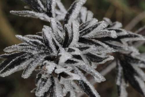 Ice Flowers Eiskristalle Frozen Winter Magic