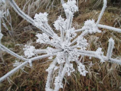 Ice Flowers Eiskristalle Cold