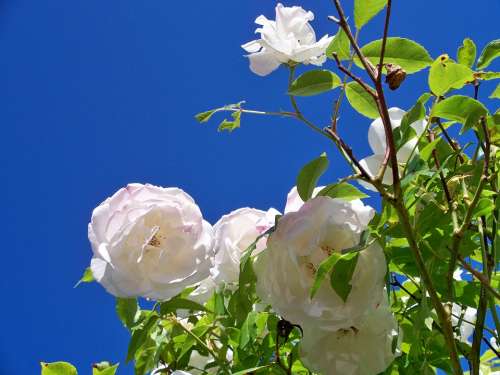 Iceberg Rose Flowers White Rose Flower Close