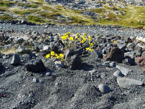 Iceland Lava Plant Flower Grey Yellow Stones
