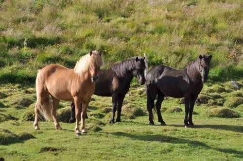 Iceland Pony Icelanders Iceland Horse Horse Pony