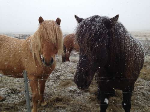 Icelandic Horses Iceland Horses In Snow Horse