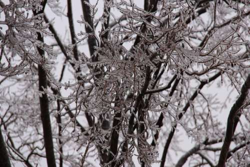 Icicles Tree Branches Ice Storm Winter Icicle Icy
