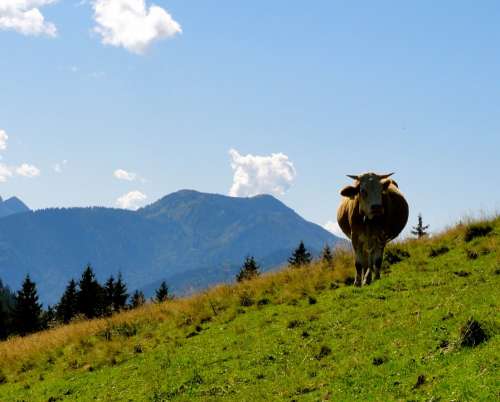 Idyll Mountain Cow Nice Weather Sky Blue