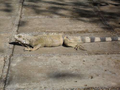 Iguana Reptile Animals