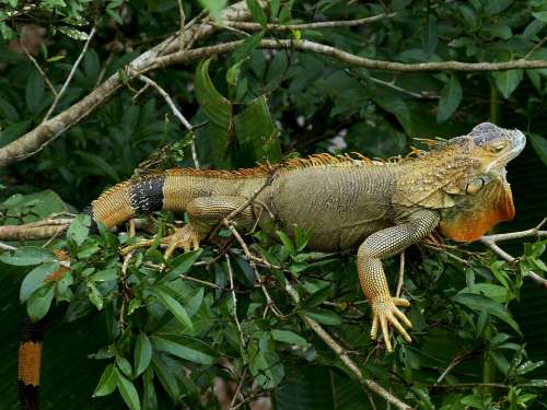 Iguana Claw Dragon Reptile Animal Creature Scale