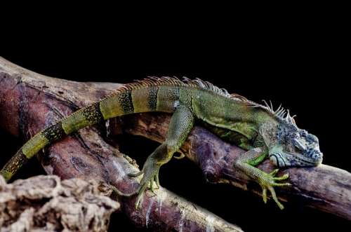 Iguana Lizard Outdoor Close-Up Tree Leisure