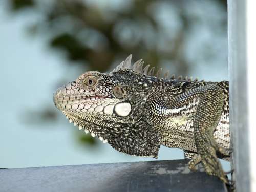 Iguana Caribbean Nature Reptile Head Skin Eye
