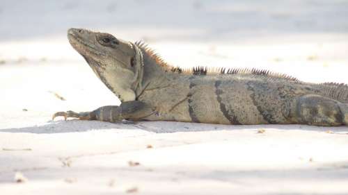 Iguana Hot Lizard Wildlife Dragon Cold Blooded