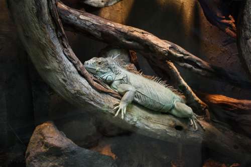 Iguana Claws Konar The Lizard Lizard Terrarium