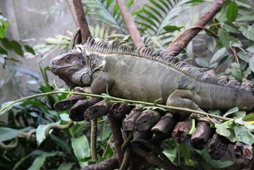 Iguana Lizard Reptile Green Wildlife Nature Wild