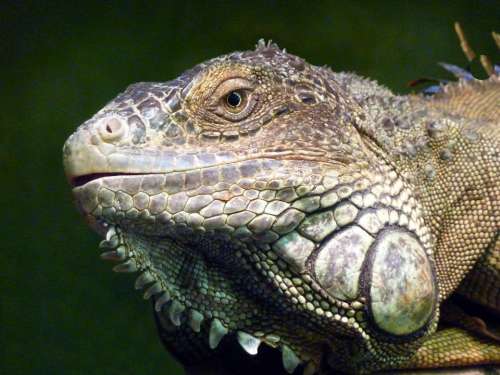 Iguana Reptile Lizard Profile Face Animal Cute