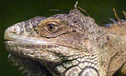 Iguana Reptile Lizard Profile Face Animal Cute