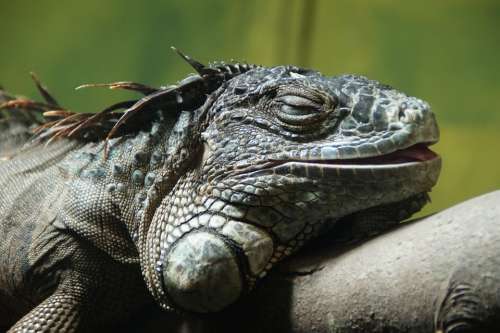 Iguana Nap Relaxed Relaxation Lizard Reptile