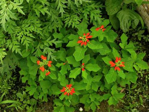 ショウジョウソウ Euphorbiaceae Summer Flowers Autumn Flowers