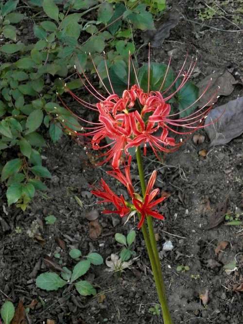 ヒバンバナ Amaryllis Spider Lily Red Flowers