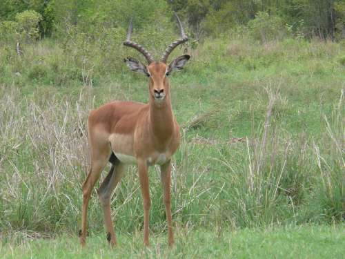 Impala Animals Antelope Africa Mammal Wild