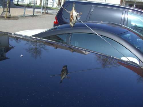 Impaled Accidental Death Sparrow Car Antenna