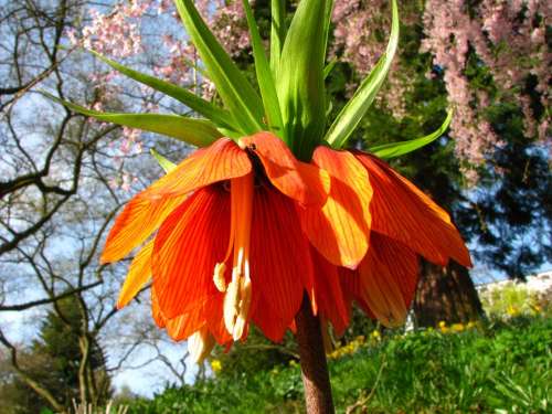 Imperial Crown Flower Blossom Bloom Orange Red
