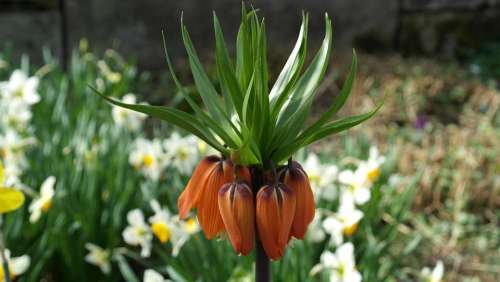 Imperial Crown Fritillaria Imperialis Fritillaria