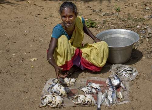 India Sell Fish Woman Nutrition