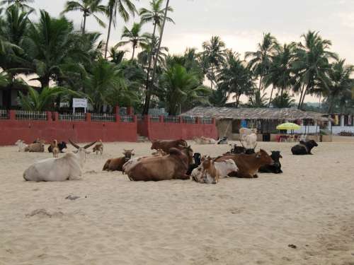 India Goa Beach Cows Palm Trees