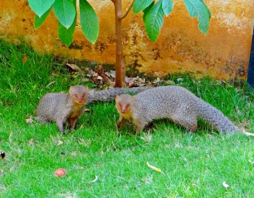 Indian Gray Mongoose Animal Dharwad Karnataka