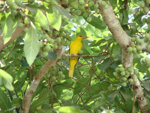 Indian Golden Oriole Bird Dharwad Western Ghats