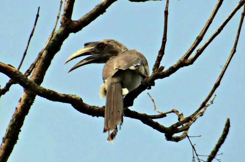 Indian Grey Hornbill Ocyceros Birostris Bird