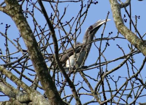 Indian Grey Hornbill Ocyceros Birostris Bird