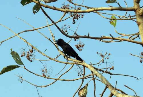 Indian Jungle Crow Corvus Macrorhynchos