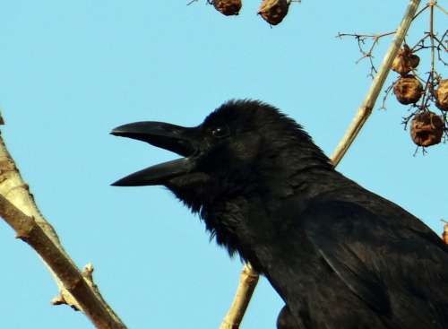 Indian Jungle Crow Corvus Macrorhynchos