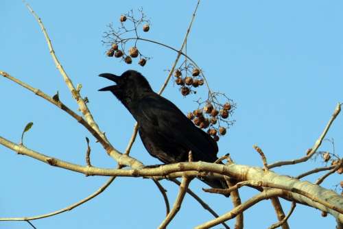 Indian Jungle Crow Corvus Macrorhynchos