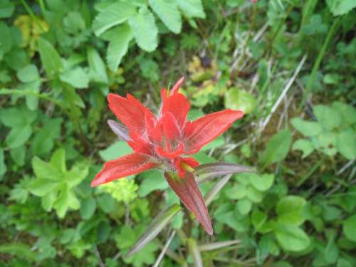 Indian Paintbrush Castilleja Miniata Flowers Bloom