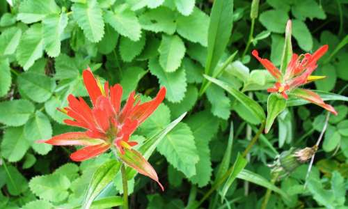 Indian Paintbrush Castilleja Miniata Flowers Bloom