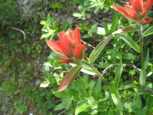 Indian Paintbrush Castilleja Miniata Flowers Bloom