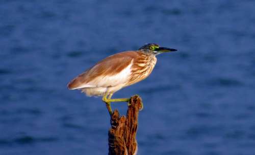 Indian Pond Heron Paddybird Ardeola Grayii Bird