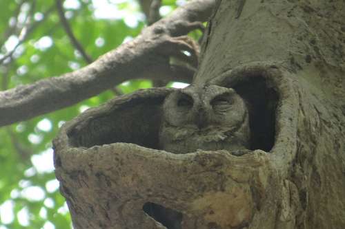Indian Scops Owl Otus Bakkamoena Owl Strigidae