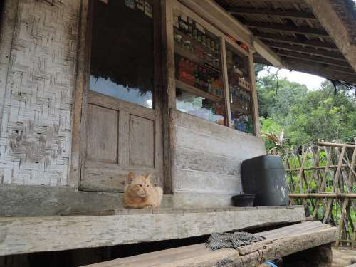 Indonesia Cat Countryside Peaceful Veranda