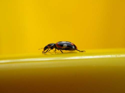 Insect Ladybug Detail Beetle