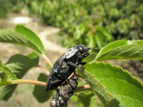 Insect Beetle Black Beetle