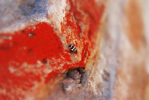 Insect Insects Animals Nature Macro Ladybug Red