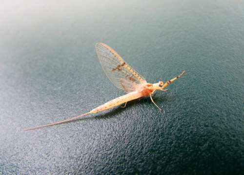 Insect Mayflies Animals Nature
