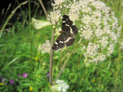 Insect Butterfly European Map Araschnia Levana