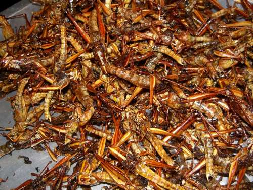 Insect Grilled Insects Eat Thailand