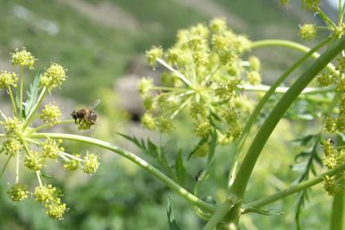 Insect Bee Plant Nature Yellow Green Natural