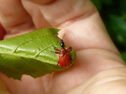 Insect Beetle Hazel Leaf-Roller Apoderus Coryli Red