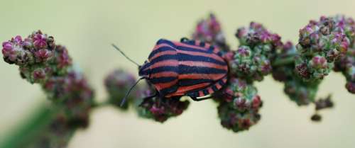 Insect Red Black Nature Striped Arthropod